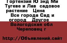 Гортензия Ю энд Ми Тугеве и Лав, садовое растение › Цена ­ 550 - Все города Сад и огород » Другое   . Вологодская обл.,Череповец г.